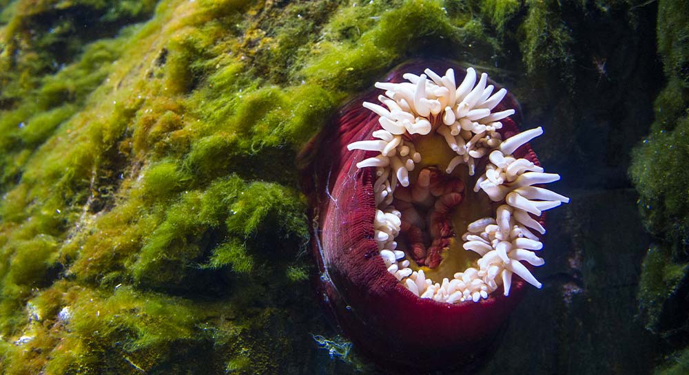 Den Blå Planet – Danmarks Nationalakvarium